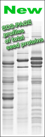 Bean total seed protein SDS-PAGE